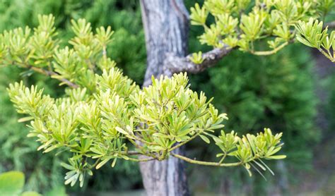 羅漢松開花|如何種出美麗的羅漢松盆栽：完整教學與注意事項 